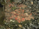 Fucus serratus, sponges and ascidians on tide-swept lower eulittoral rock