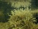 Mixed fucoids, Chorda filum and green seaweeds on reduced salinity infralittoral rock