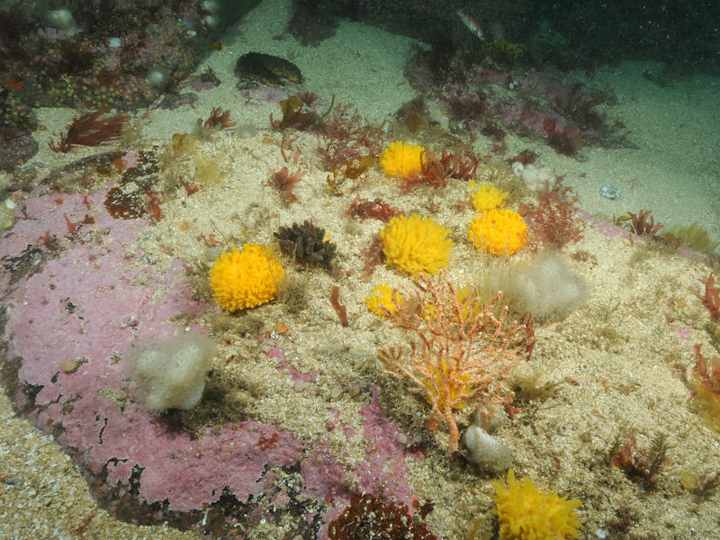 Bryozoan turf and erect sponges on tide-swept circalittoral rock