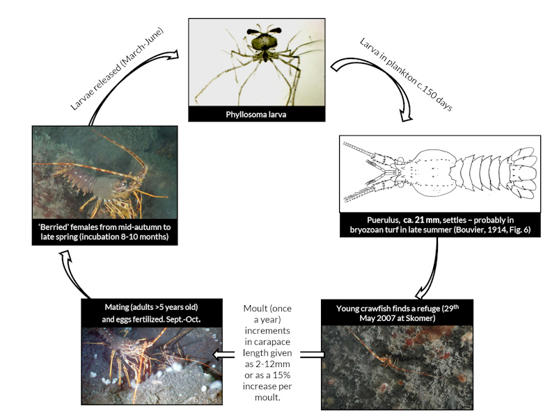 The life cycle of the European spiny lobster from larvae to adult