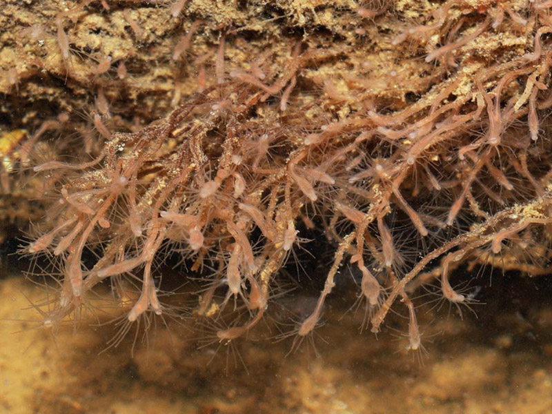 Underwater, close-up of Cordylophora caspia.