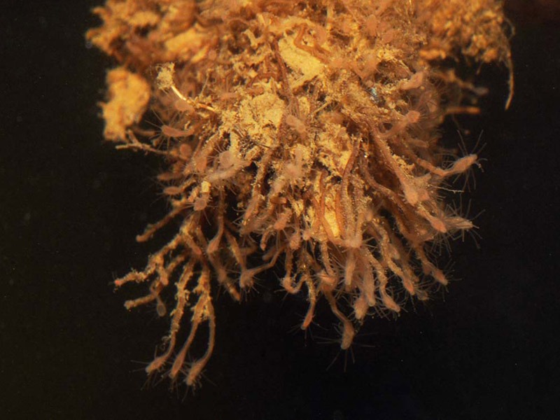 Close-up of Cordylophora caspia.