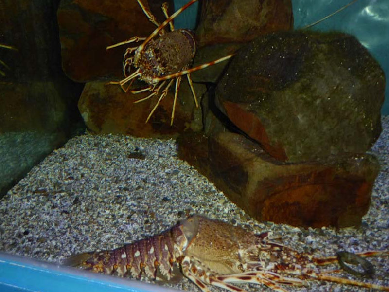 Crawfish with recent moult at the front of the aquarium.