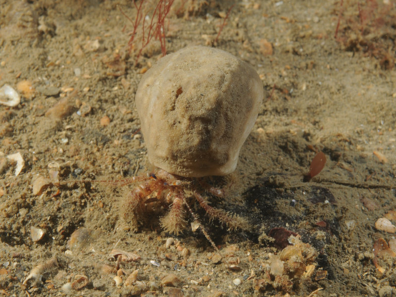 The hairy hermit crab Pagurus cuanensis