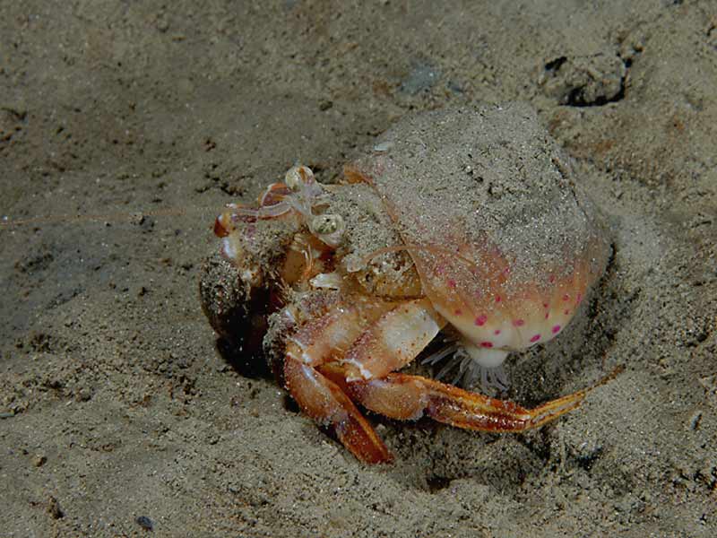 Adamsia palliata on a hermit crab at the Breakwater Fort in the Plymouth Sound.