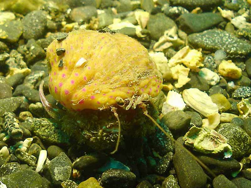 Adamsia palliata on a hermit crab at Porthkerris Reef, south Cornwall.