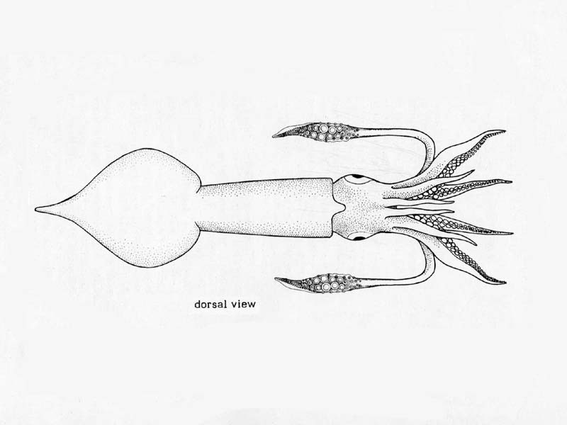 Line drawing of Alloteuthis media.