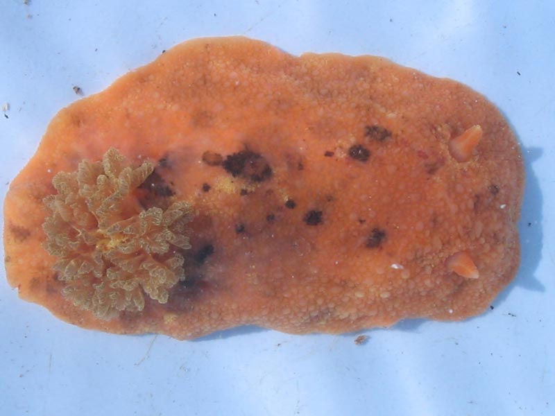 An orange Archidoris pseudoargus specimen.