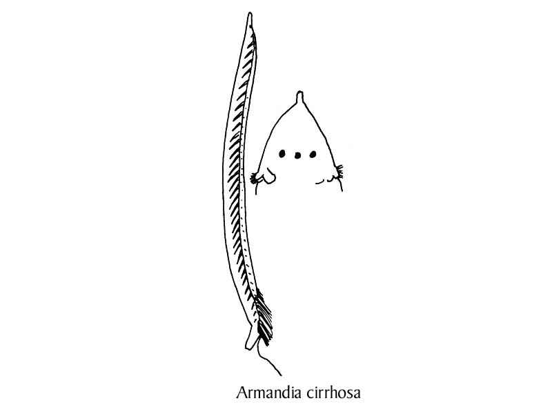Line drawing of Armandia cirrhosa.
