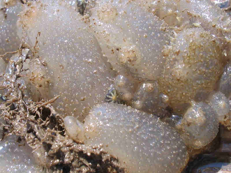 Close-up of Ascidiella aspersa growing on marina pontoon.