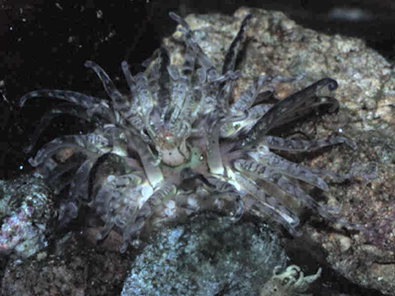 Adult Aulactinia verrucosa with juvenile.