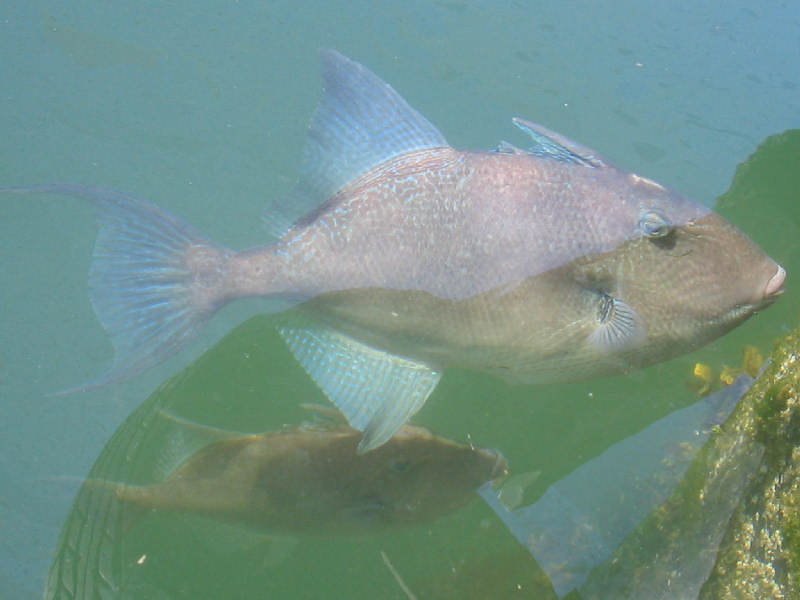 Two triggerfish (Balistes capriscus) swimming in marina.