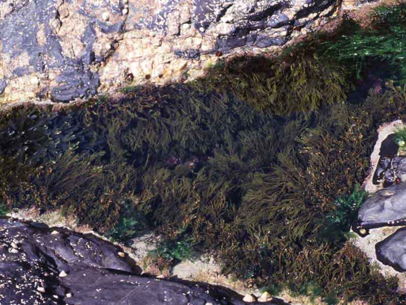 Bifurcaria bifurcata in rock pool.