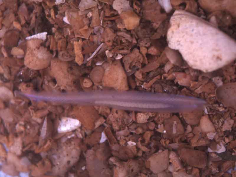 The lancet Branchiostoma lanceolatum (aquarium photograph).