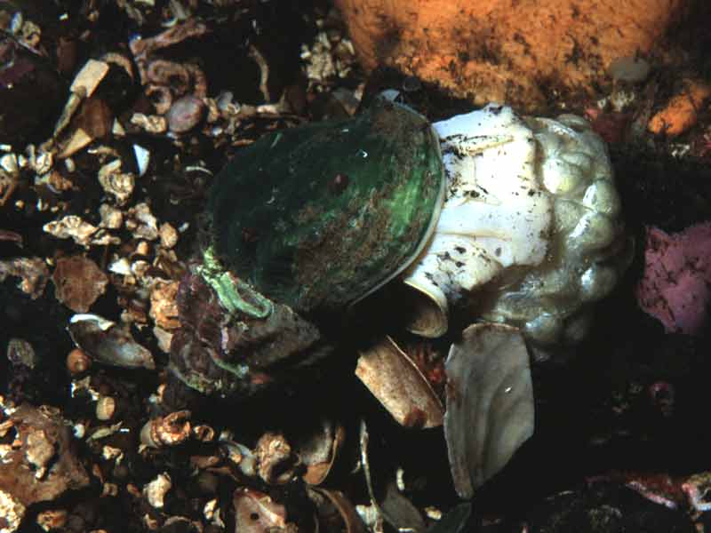 The whelk Buccinum undatum  laying eggs, late December 2002.