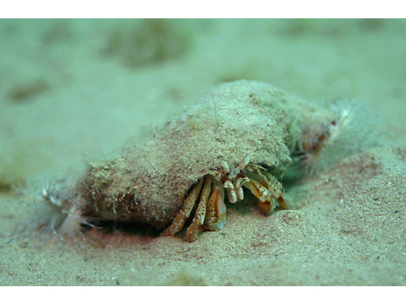 Two Calliactis parasitica anemones associated with a hermit crab on the sand in the Channel Isles.