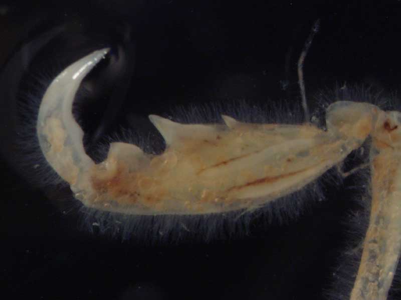 Propodus of gnathopod II of an adult male Caprella mutica showing the prominent middle projection.