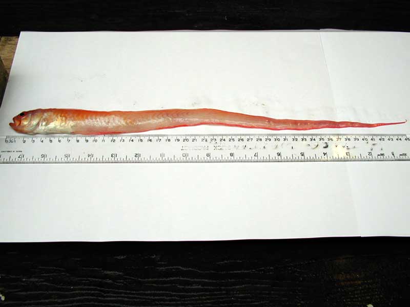 Specimen of the red band fish Cepola rubescens.
