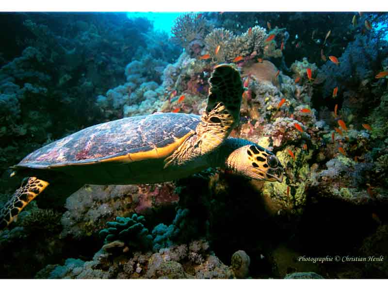 Hawksbill turtle swimming over a reef in the Red Sea.
