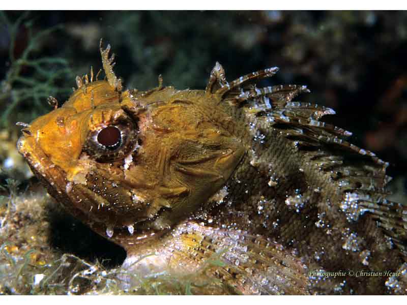 Head of scorpionfish Scorpaena porcus in Mediterranean.