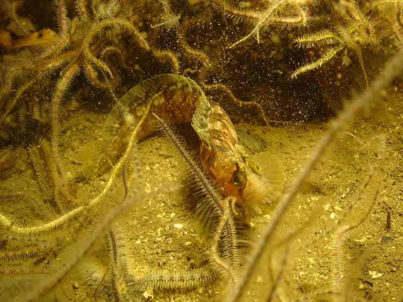 Chirolophis ascanii surrounded by brittle stars.