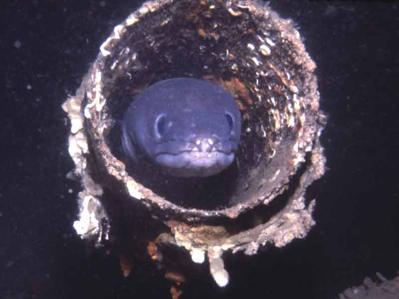 A conger eel in the funnel of the wreck of the MV Robert at Lundy.