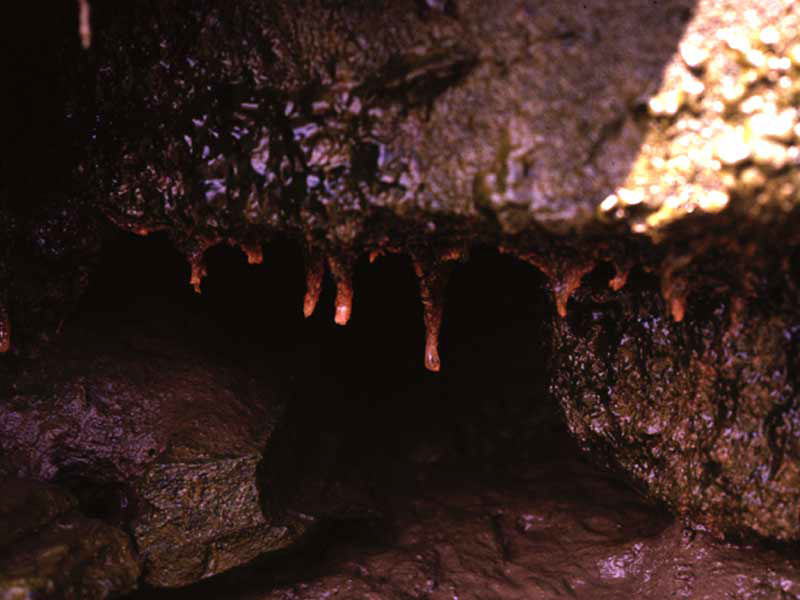 Cordylophora caspia colony present under an overhang.