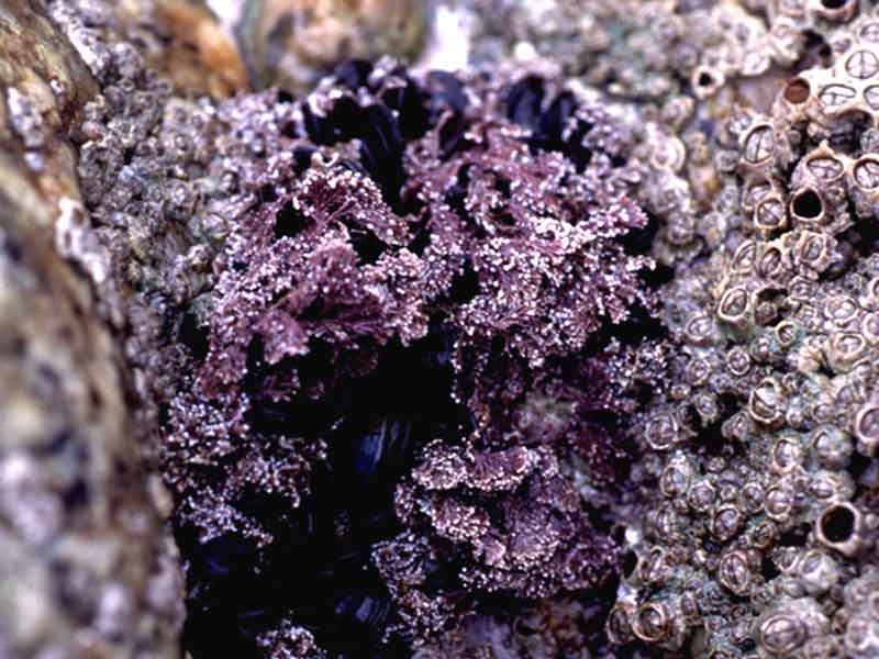 Compact Corallina officinalis in rock cleft.