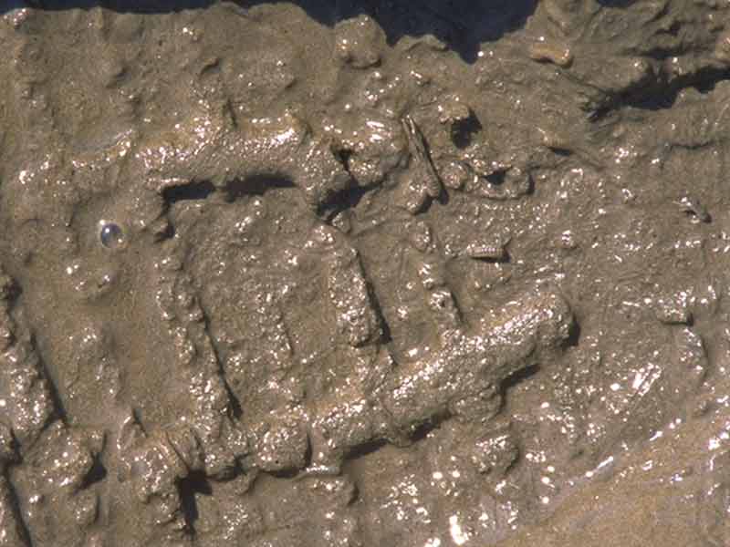 Corophium volutator in a muddy footprint.