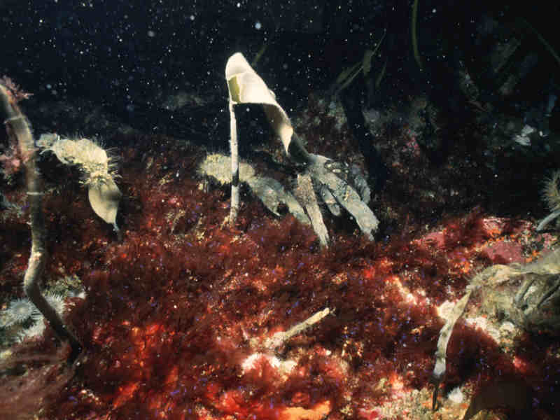 A rock shelf dominated by Cryptopleura ramosa with Laminaria sp. at 20 m depth.