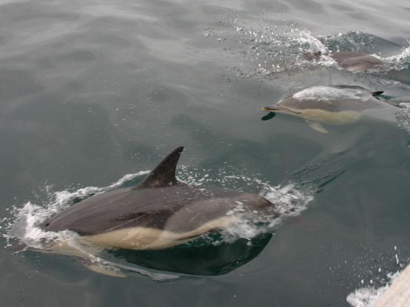 Three common dolphins leaping out of the water.