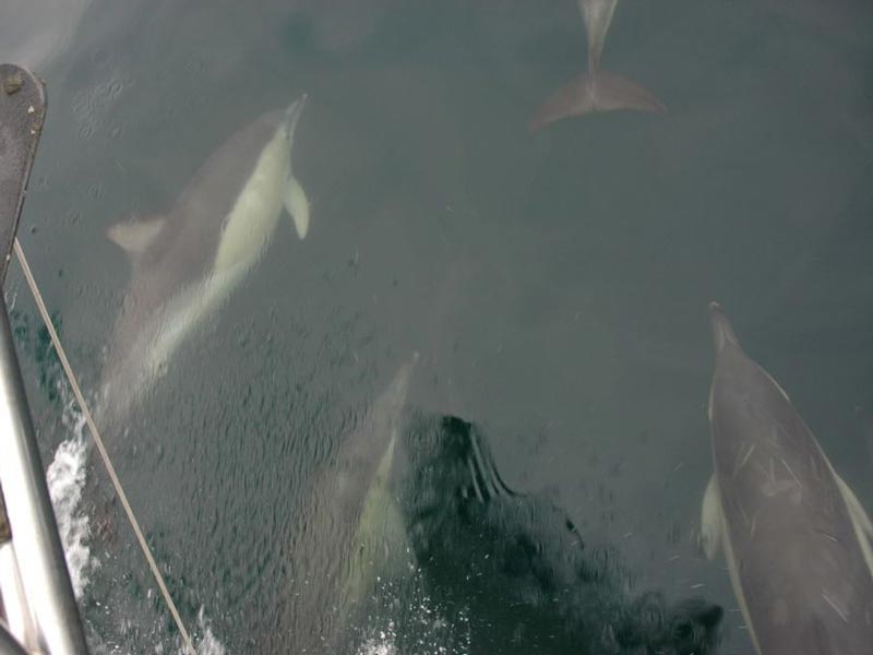 Common dolphins swimming in front of a sailing vessel.