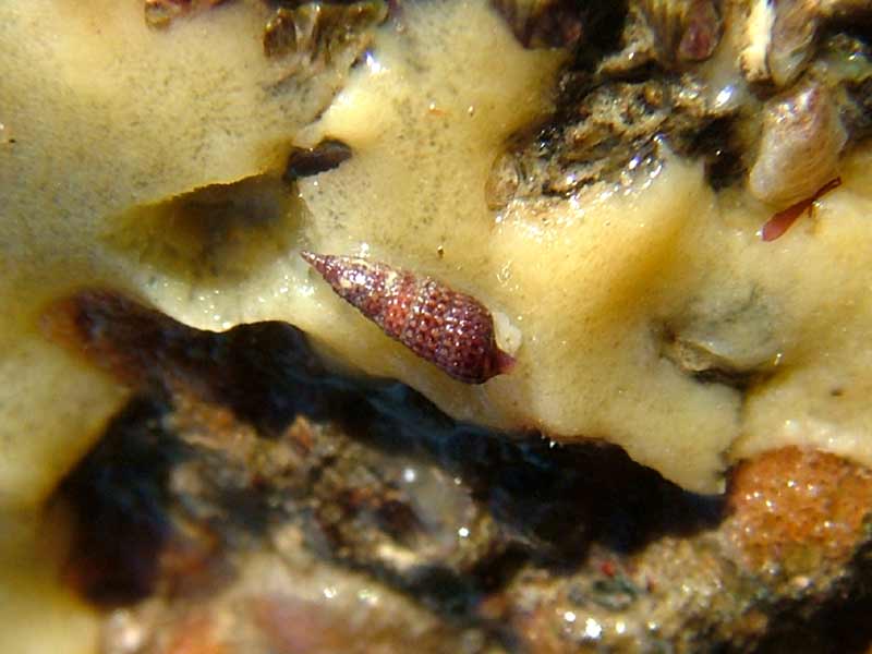 An intertidal feeding Cerithiopsis tubercularis