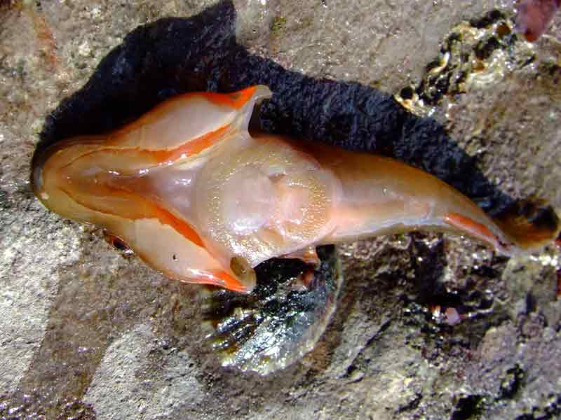 Ventral side of clingfish, showing pectoral and pelvic fins modified as sucker
