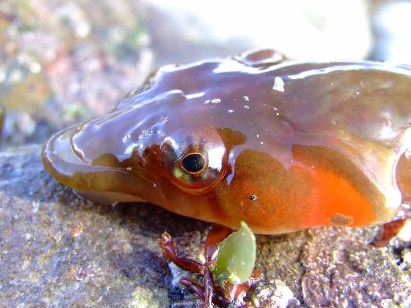 Left profile of the head of a clingfish