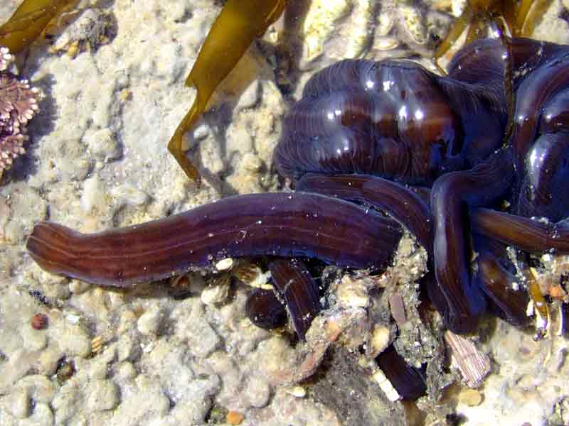 The ribbonworm Lineus longissimus partially exposed in a tide pool.