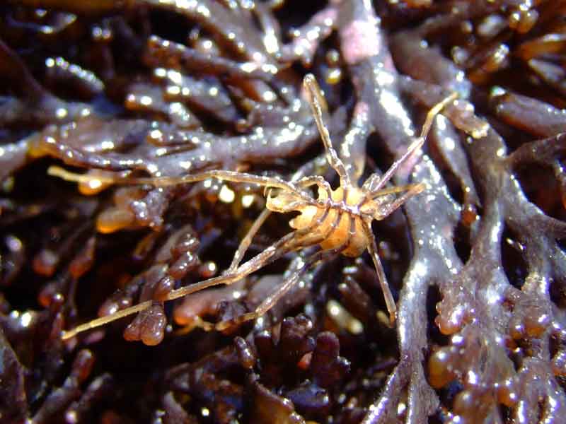 Sea spider with egg sac found under rock in tide pool.