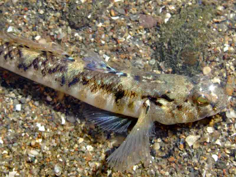 Right anterior end of a painted goby
