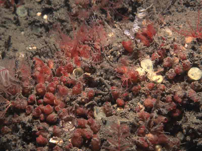 Lesser gooseberry sea squirt Distomus variolosus.