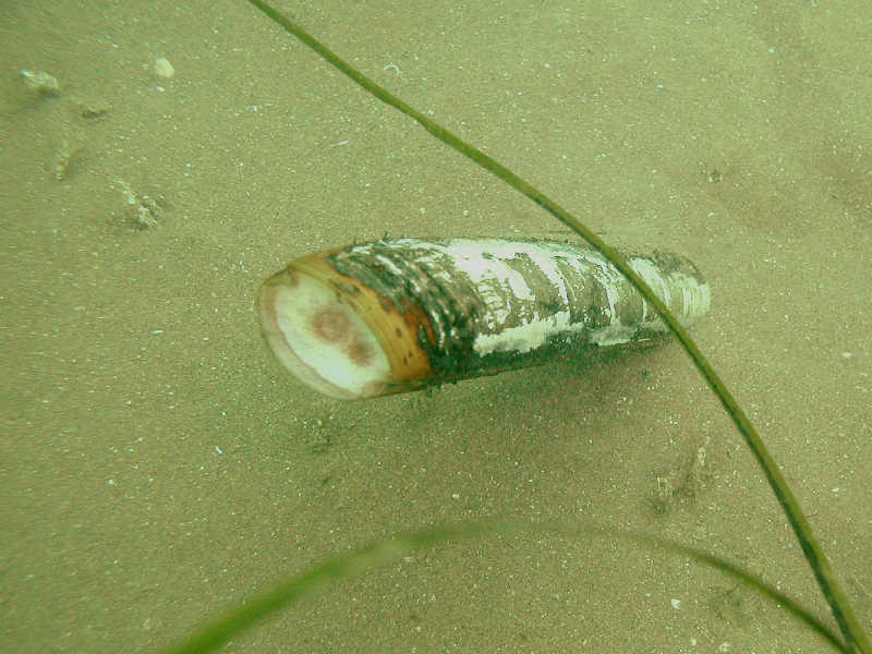 The razor shell Ensis siliqua.