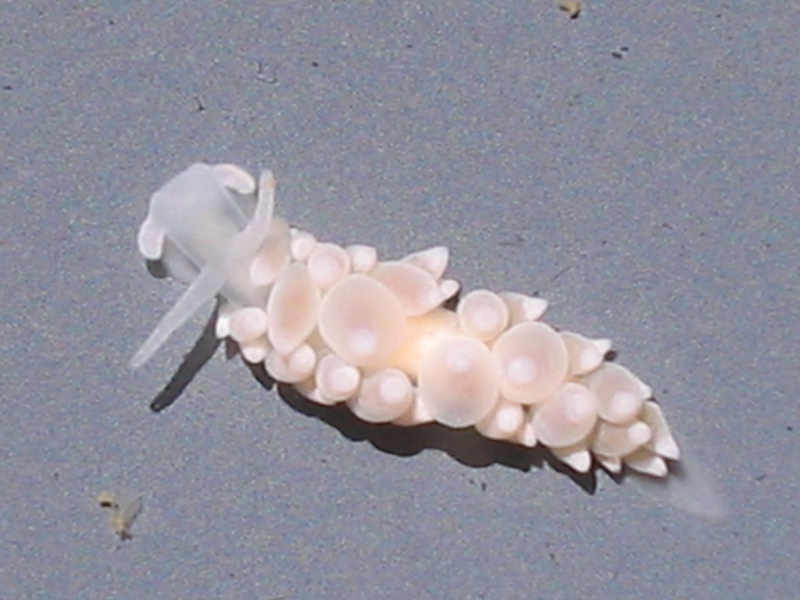 A white colour morph of Eubranchia farrani.