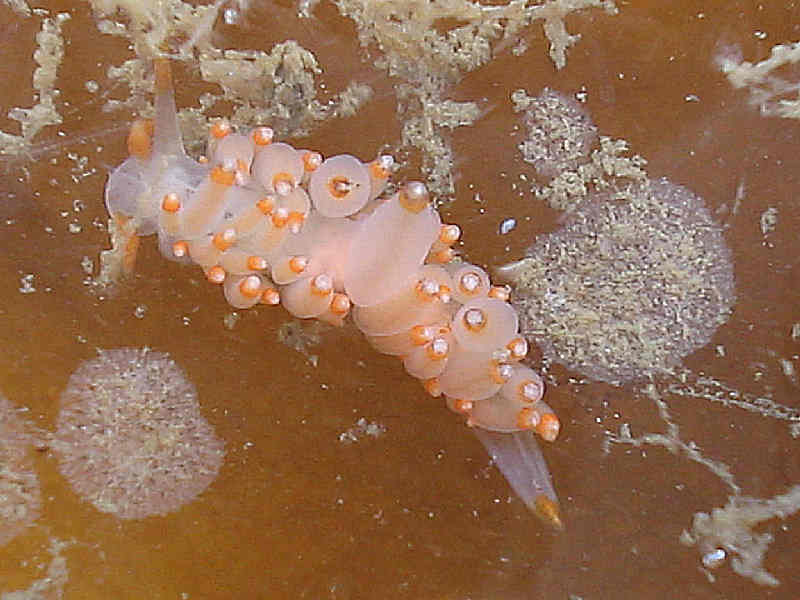 Eubranchus farrani orange and white colour morph on sugar kelp.