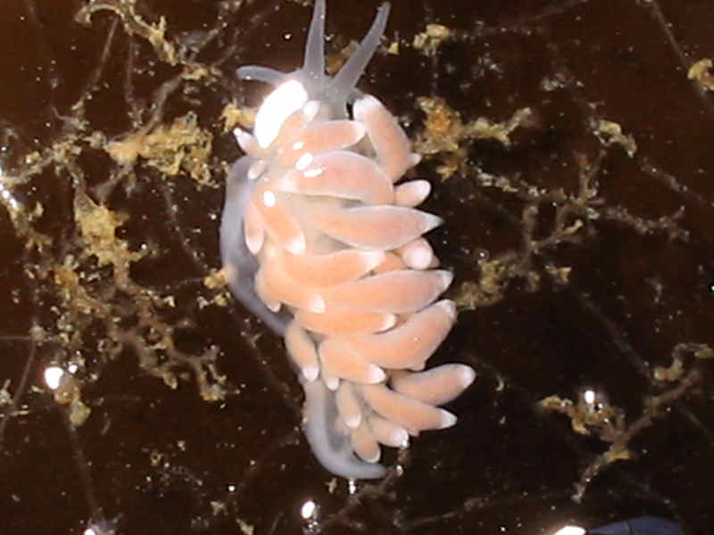 Eubranchus farrani pale orange/pink colour morph with Obelia sp. on kelp frond.