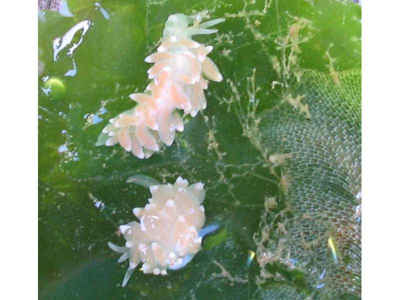 A pair of Eubranchus farrani with hydroid and bryozoan on Ulva lactuca.
