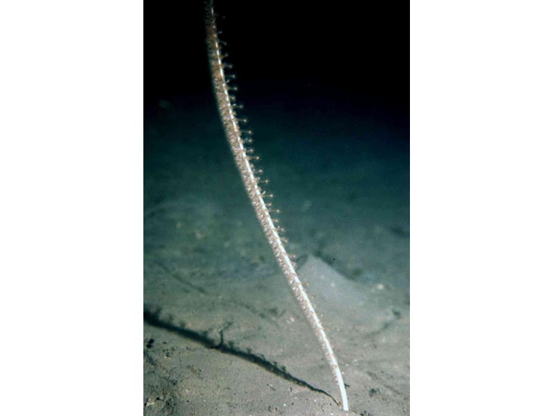 Funiculina quadrangularis, tall sea pen.