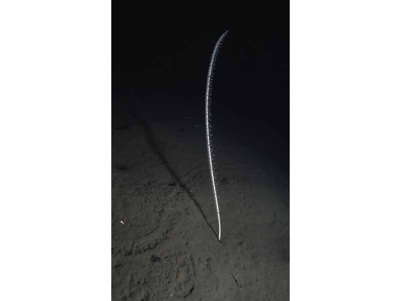 The tall sea pen Funiculina quadrangularis at 20 m depth in Loch Duich.