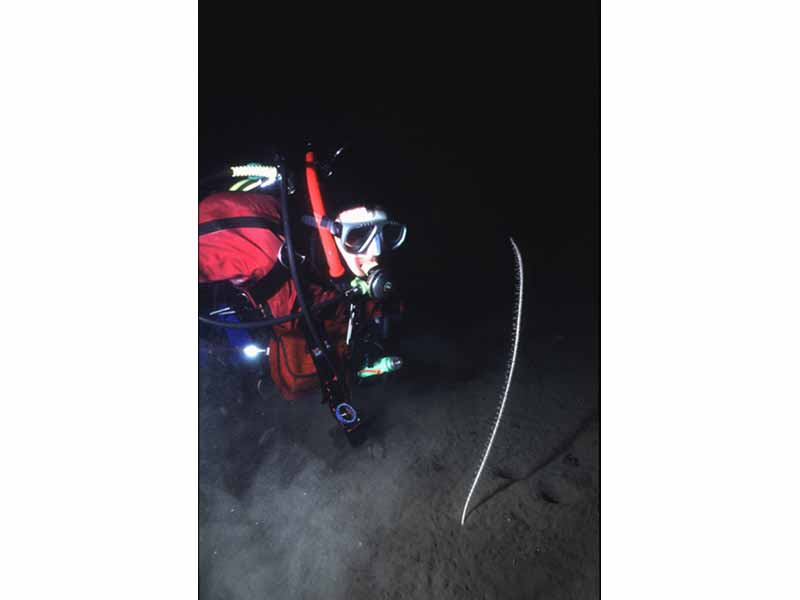 Diver and the tall sea pen Funiculina quadrangularis at ca 20 m depth in Loch Duich