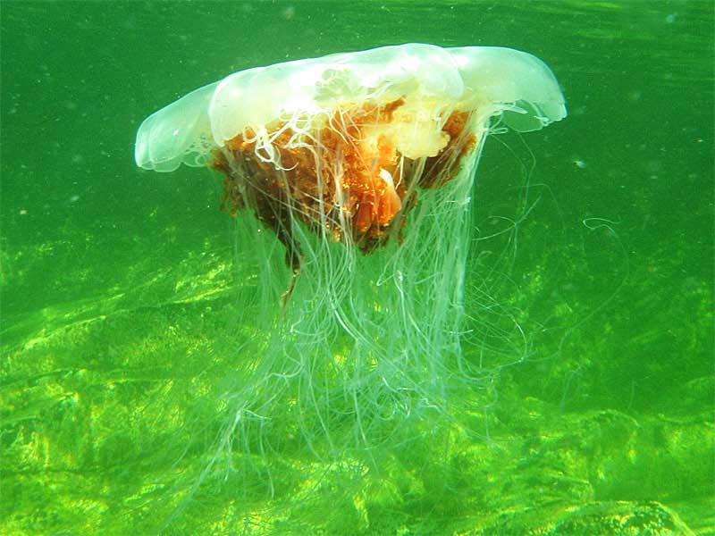 A Lion's mane jellyfish near the surface.