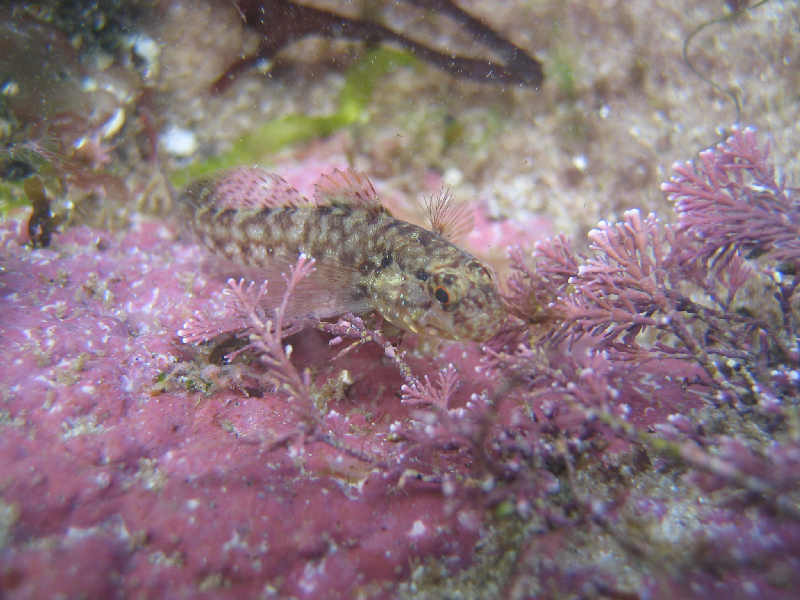 Small Gobius paganellus amongst corraline red algae in a shallow rockpool.