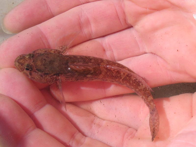 Small Gobius paganellus in a hand.